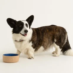 Cane Pet Bowls|Dog Bowls>Mason Cash Cane & Blue Lettered Dog Bowl 15cm