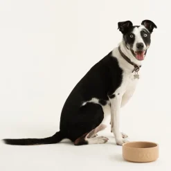 Cane Pet Bowls|Dog Bowls><noscript><img width=