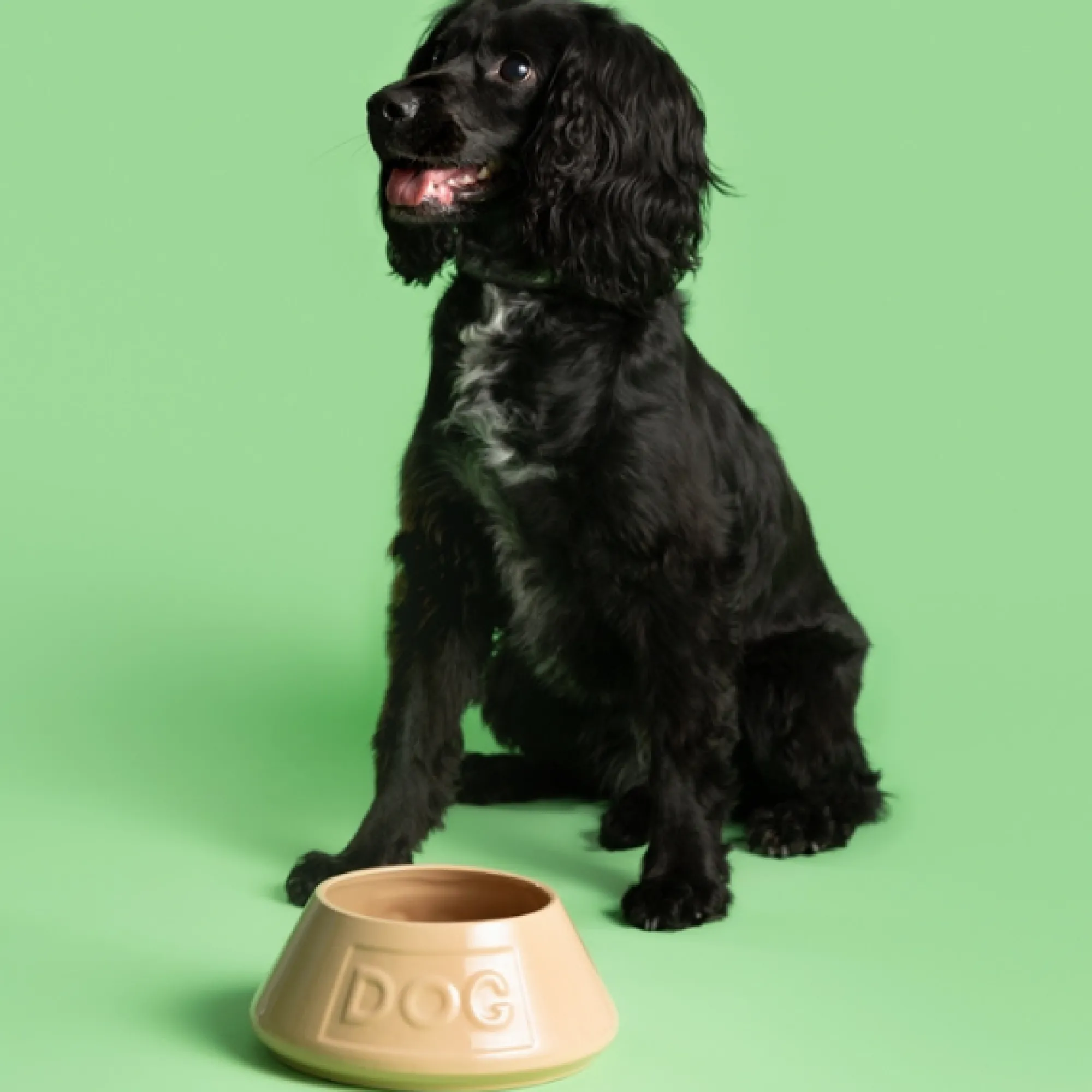 Cane Pet Bowls|Dog Bowls>Mason Cash Cane Non Tip Lettered Dog Bowl 21cm