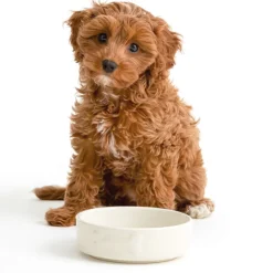 Decorated Pet Bowls|Dog Bowls>Mason Cash Colour Mix Cream Set Of 2 Dog Bowls 15cm