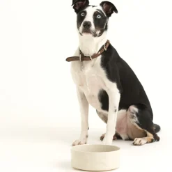Decorated Pet Bowls|Dog Bowls>Mason Cash Colour Mix Cream Set Of 2 Dog Bowls 20cm