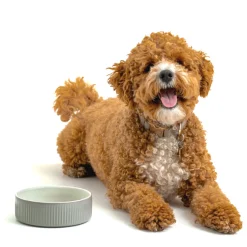 Decorated Pet Bowls|Dog Bowls>Mason Cash Linear Grey Set Of 2 Pet Bowls 15x5cm