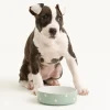 Decorated Pet Bowls|Cat Bowls>Mason Cash Polka Dot Sage Set Of 2 Pet Bowls 13cm